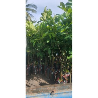 CÂY CHÔM CHÔM THÁI CHOAI ( 1M2-1M8)
