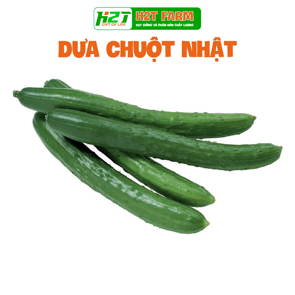 Hạt giống dưa leo kiếm Nhật Bản, dưa leo giòn ngọt - hatgiongbonmua