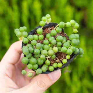Hạt giống Sen đá giọt nước chịu nhiệt tốt gói 20 hạt tặng trồng thử - Sen Đá Minh Sang
