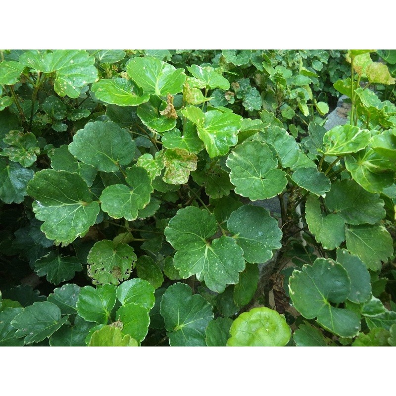 [TRÚC VŨ FARM PHÚ THỌ] Cây đinh lăng xanh/ đinh lăng lá tròn/ đinh răng lá răng - cây giống, bầu đất