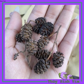 Trái Thông Khô ALDER CONES (Erlenzaphen)