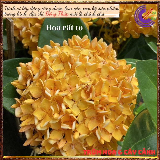 Hoa trang vàng lá trung siêu đẹp rực rỡ hoa quanh năm không sâu bệnh📙 Top Loài Hoa Đẹp Nhất Thế Giới