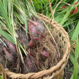 Sâm Đại Hành Củ Loại 1 -sp3