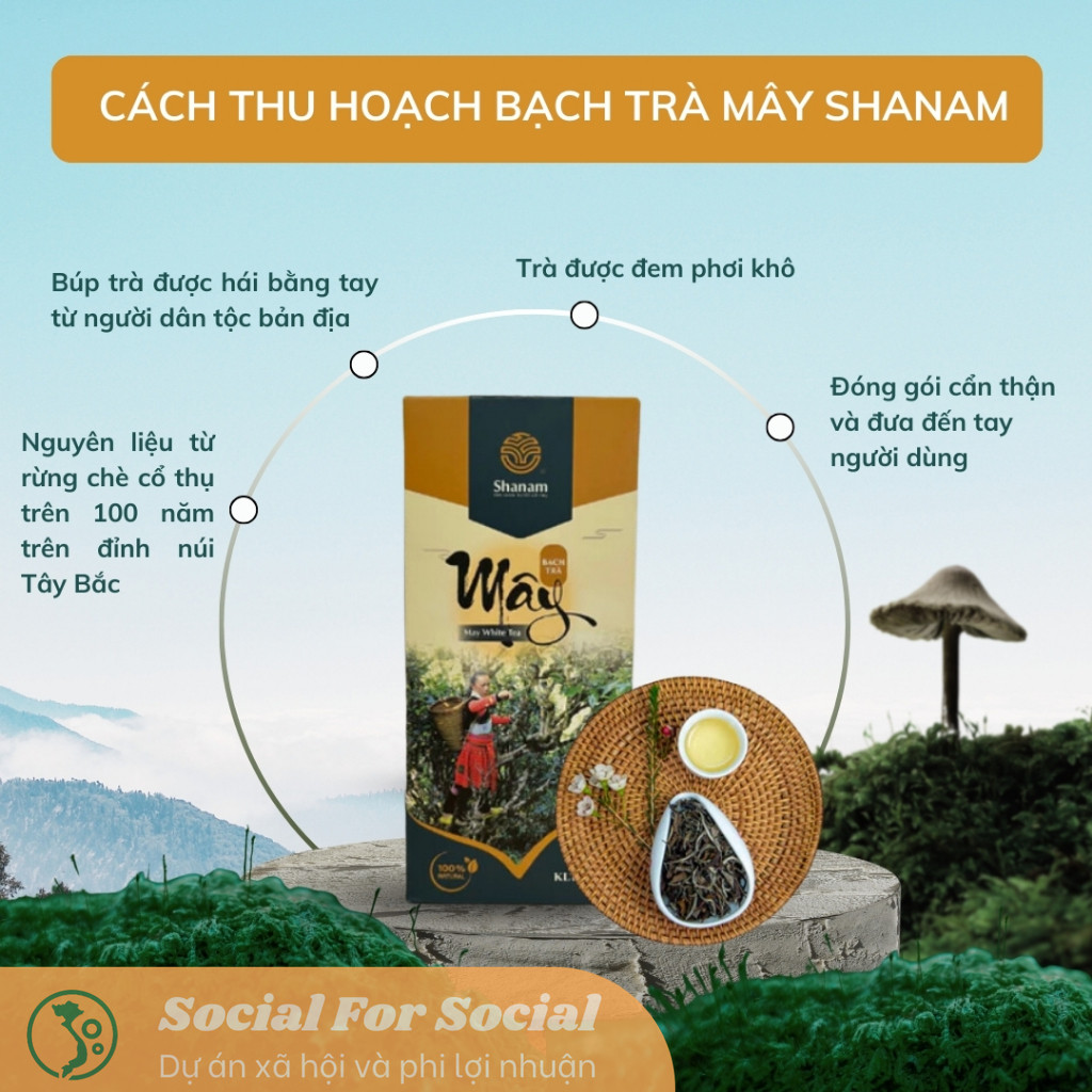 BẠCH TRÀ MÂY TÀ XÙA HỘP 80G