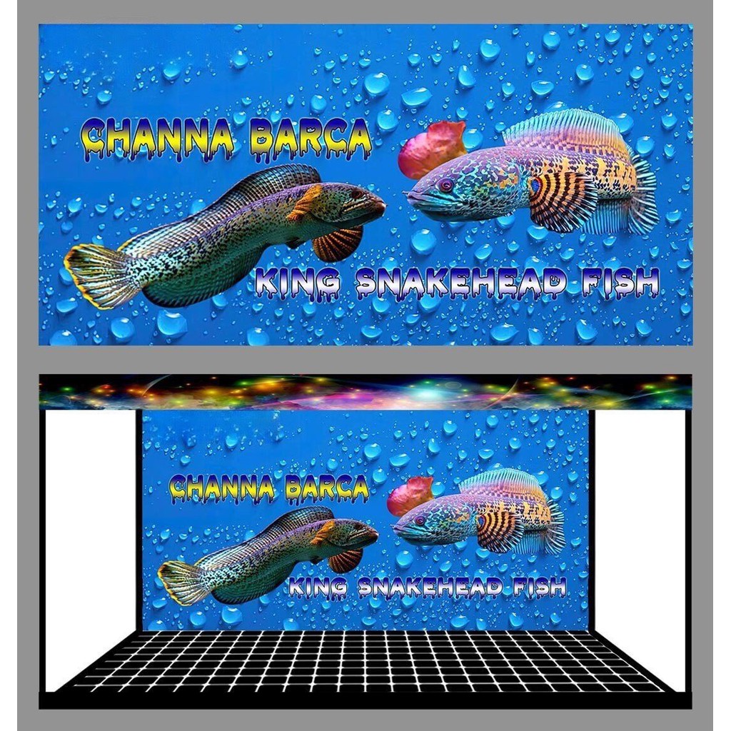 Tranh Dán Hồ Cá Tranh 3D Bể Cá Mẫu Cá Lóc Hoàng Đế , Cá Lóc Vây Xanh Tặng Kèm Tem Cảnh Báo