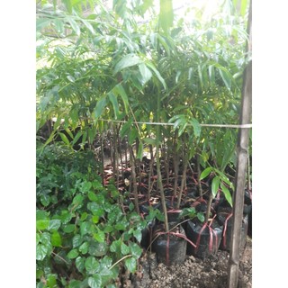 Cây giống cóc mỡ.cây cao trung bình 60 -80cm