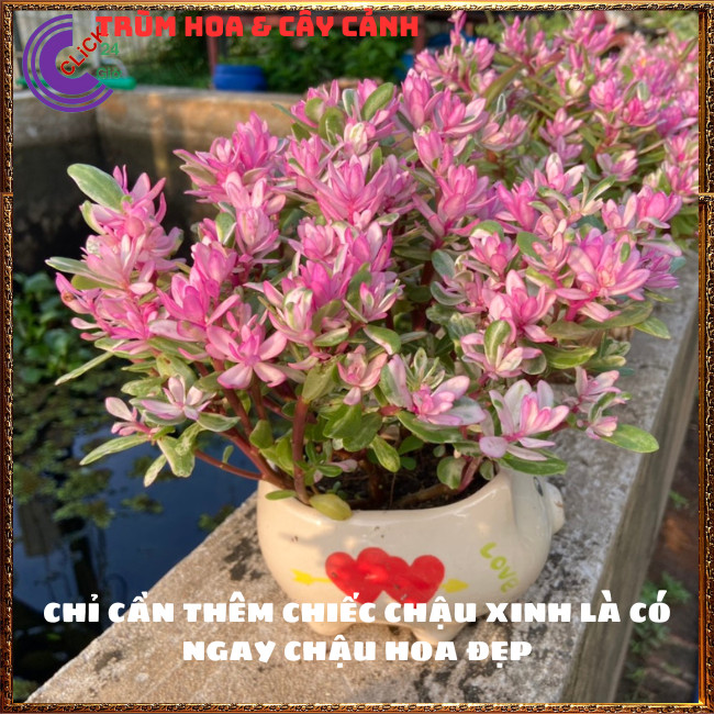 CÂY CẨM THẠCH LÁ HỒNG HẠNH PHÚC ĐẸP XINH XẮN SÁNG BỪNG GÓC VƯỜN💍 KiMi Market