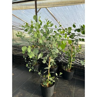 Chậu cây giống khuynh diệp đô la lá Táo - Eucalyptus polyanthemos