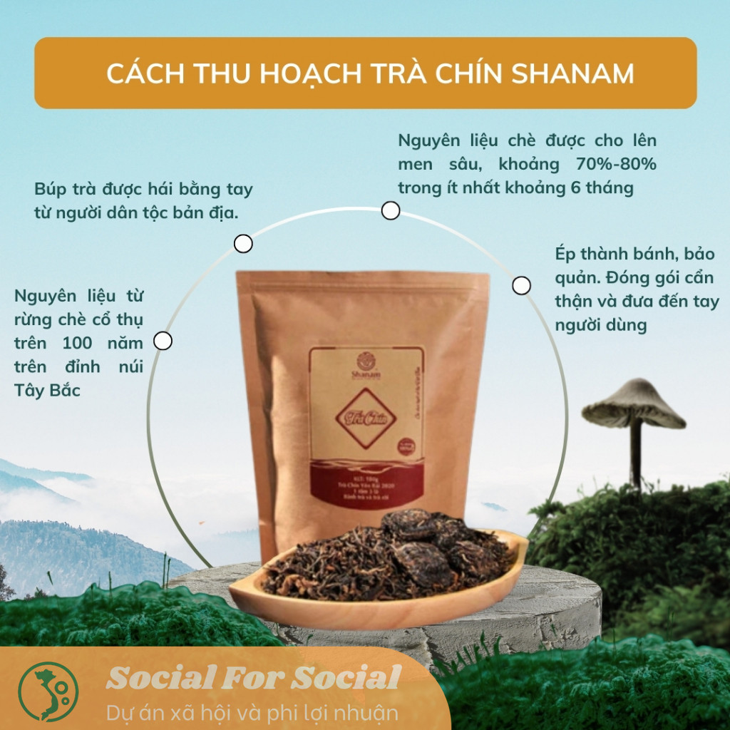 TRÀ VÀNG TÚI TRÀ CHÍN YÊN BÁI 1 tôm 3 lá - 150G