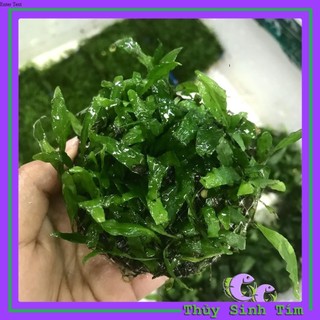 Dương Xỉ Lá Hẹp - Cây Thủy Sinh