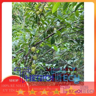 Lá bình bát tươi set 200g