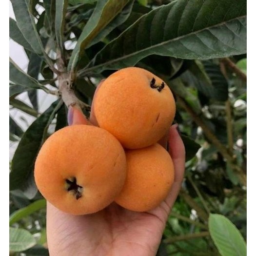 [TRÚC VŨ FARM NÔNG SẢN] hạt giống ,cây giống nhót nhật (cây biwa, cây tỳ bà) ăn cực ngon