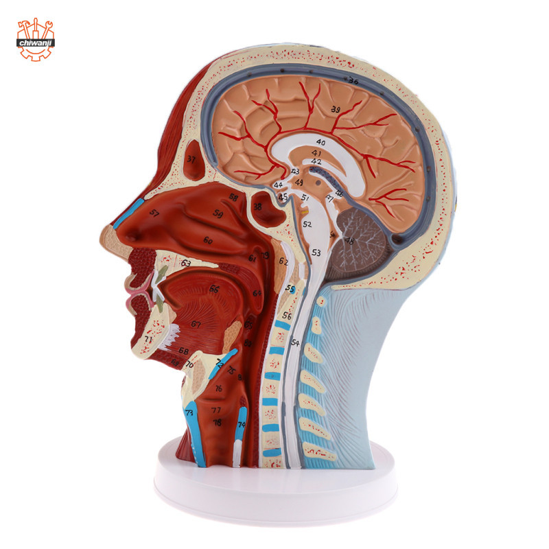 Head Sagittal Plane Model Nerves Parotids để giảng dạy