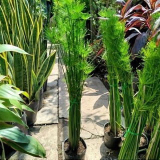 Cây Thủy Trúc Thái  ( hàng đẹp )