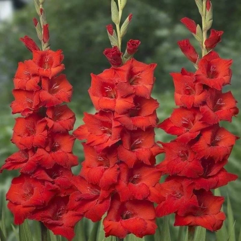 [TRÚC VŨ FARM PHÚ THỌ] củ giống hoa lay ơn màu đỏ pháp size to