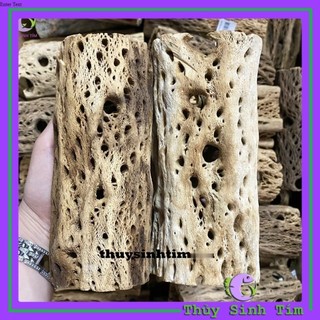 Lũa Teddy Bear Cholla Cho Tép Cảnh (Cắt khúc)