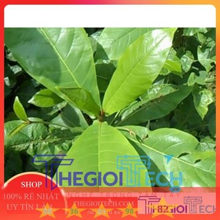 Lá bàng tươi có đơn mới hái 200g