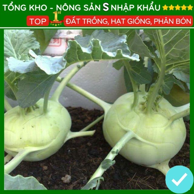 Hạt giống Su hào xanh Hàn Quốc dễ trồng, phát triển tốt, mau lớn