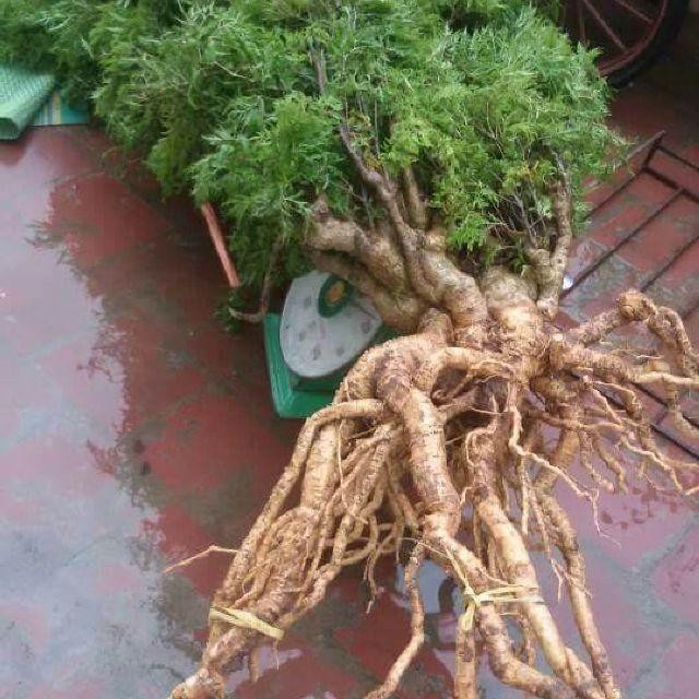 [TRÚC VŨ FARM NÔNG SẢN] giống cây đinh lăng ta lá nhỏ (cây đinh lăng nếp)- nhân sâm của người nghèo