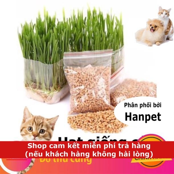 Hạt giống cỏ mèo cao cấp 100gr