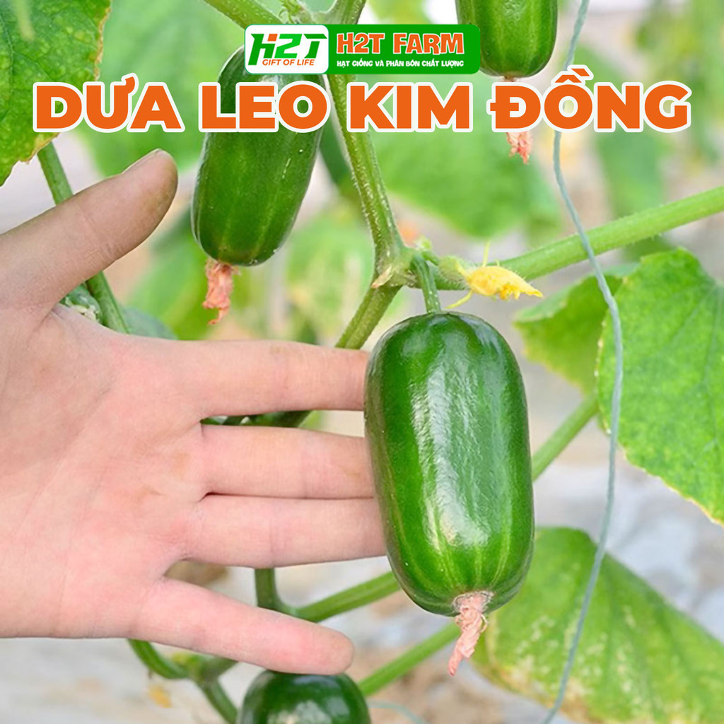 Hạt giống dưa leo (dưa leo) Kim Đồng - hatgiongbonmua