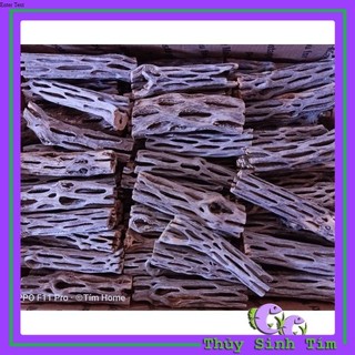 Lũa Cholla - Lũa Xương Rồng Cho Tép Cảnh
