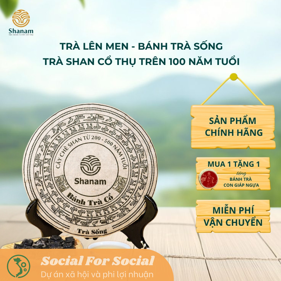 Bánh Trà Sống Cổ Thụ Yên Bái 1 Tôm 3 Lá Yên Bái Shanam, Giảm Các Bệnh Về Tim Mạch, Giảm Căng Thẳng