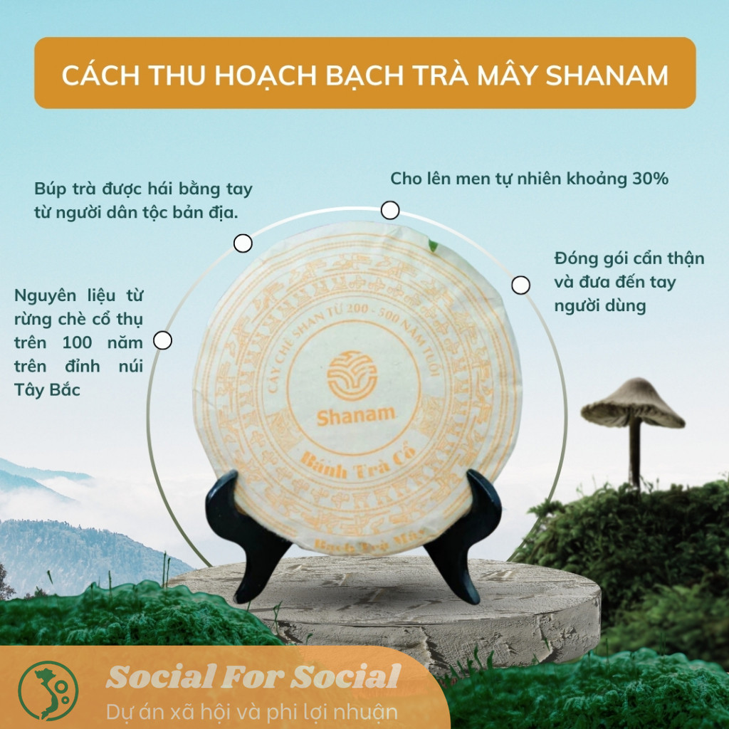 Bánh Bạch Trà Mây Tà Xùa 1 Tôm 2 Lá, Giúp Giảm Căng Thẳng, Điều Hoà Huyết Áp