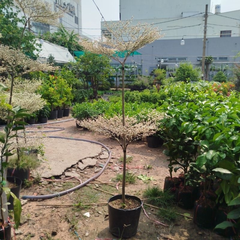 Cây Bàng Đài Loan ( Bàng Cẩm Thạch) 2 tầng