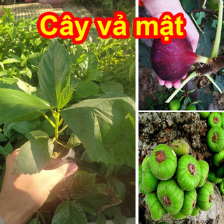 Cây vả mật, quả ngõa ăn ngon, tốt cho sức khoẻ