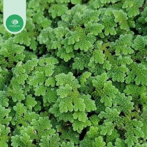 Bèo Hoa Dâu trang trí bể cá cảnh thủy sinh🍀không cần C02 dễ trồng, lọc nước tốt cho bể cá tép thuỷ s