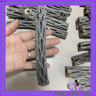 Lũa Cholla - Lũa Xương Rồng Cho Tép Cảnh