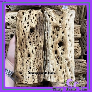 Lũa Teddy Bear Cholla Cho Tép Cảnh (Cắt Khúc)