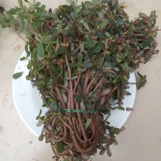 1kg Rau Sam Tươi Rất Tốt Cho Sức Khỏe chỉ giao miềm bắc