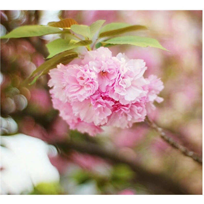 Ống kính Fujian 35mm F/1.6 CCTV | BigBuy360 - bigbuy360.vn