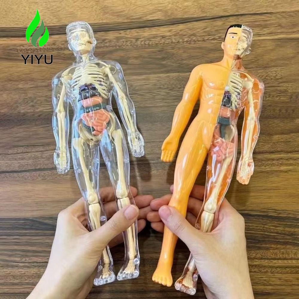Yiyu 3d Human Torso Model Construction Anatomy Organ Công cụ giảng dạy Học sớm