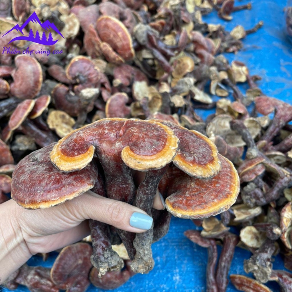 Nấm lim xanh rừng tự nhiên Tây Bắc (500g, 1kg). Đồ ngâm rượu uống Tây Bắc nấm lim xanh, linh chi đỏ,