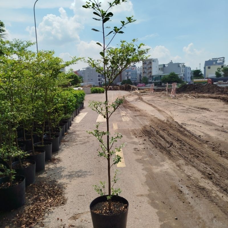 (Hỏa Tốc) Cây Bàng Đài Loan 3 Tầng Lá ( Bàng Đài Loan)