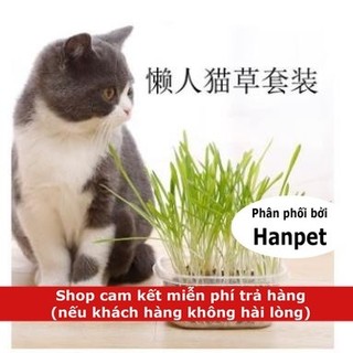 Hạt cỏ mèo Hướng dẫn trồng cỏ mèo tươi hạt lúa mạch