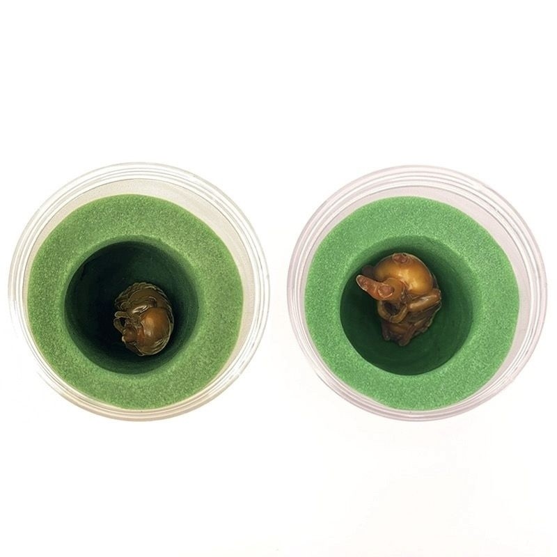 Nhộng nhân tạo kỳ lân, nhộng trước, nhộng, ấu trùng, nhộng, bọ cánh cứng, bùn, nhộng, bọ cánh cứng, 