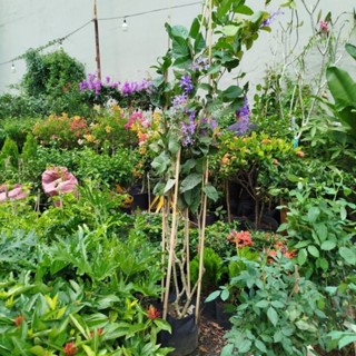 (Hỏa Tốc) Cây Mai Thái Xanh ( hàng đẹp )