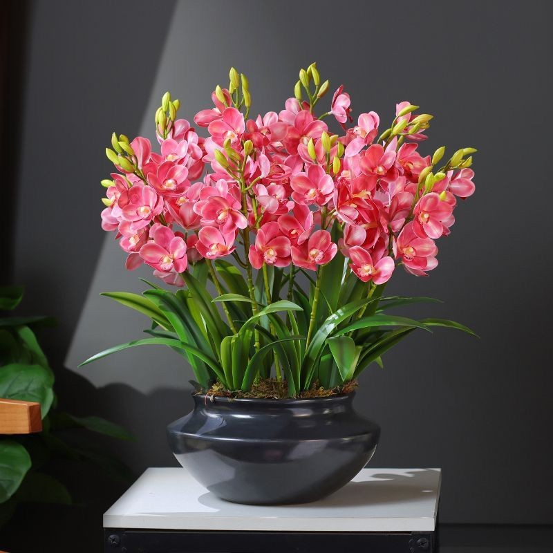 Củ hoa Thiên nga mắt ngọc