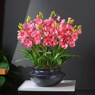 Củ hoa Thiên nga mắt ngọc