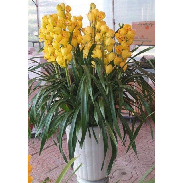 3 Củ địa lan sato hoa tết