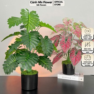 Chậu Cây Trầu Bà Monstera 18 Lá Nhân Tạo – Cao 70cm, Tán Rộng 50cm – Cây Giả Trang Trí Trong Nhà – Cảnh Nhi Flower
