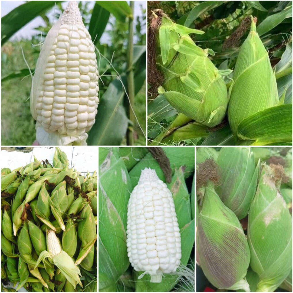 Hạt giống bắp nếp nù sữa (ngô nù sữa) túi zip 500 hạt