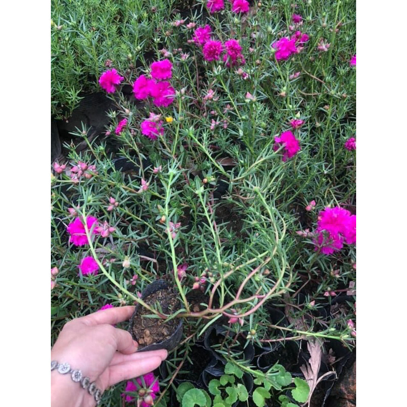 cây giống hoa 10 giờ Trung Quốc - Chuyên Giống