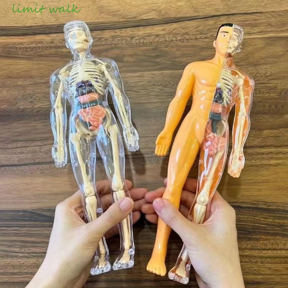 Giới HẠN WALK 3d Con Người Torso Mô Hình DIY Mannequin Anatomy Organ Dụng Cụ Giảng Dạy Đồ Chơi Trẻ E