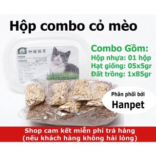 Hạt cỏ mèo Hướng dẫn trồng cỏ mèo tươi hạt lúa mạch