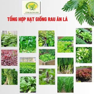 TỔNG HỢP HẠT GIỐNG RAU ĂN LÁ DỄ TRỒNG -  - VTNNQUYNHANH